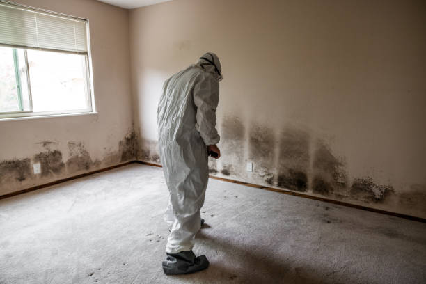 Best Office Mold Removal Services  in Sumas, WA