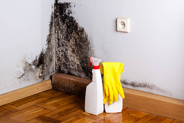 Best Mold Testing  in Sumas, WA