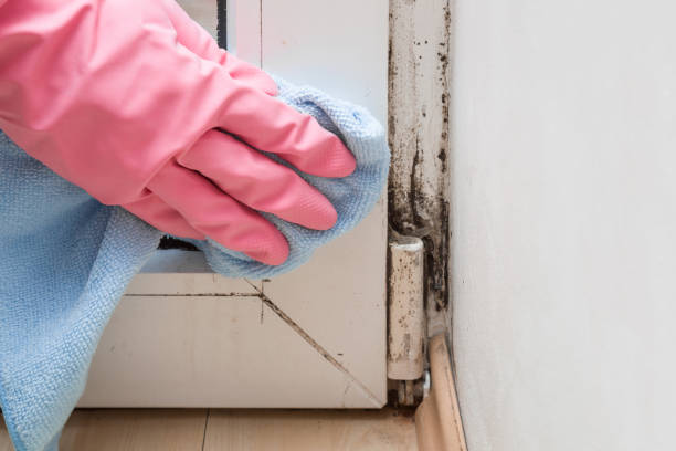 Crawl Space Mold Removal in Sumas, WA