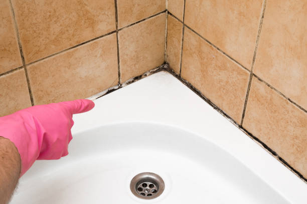 Best Attic Mold Removal  in Sumas, WA